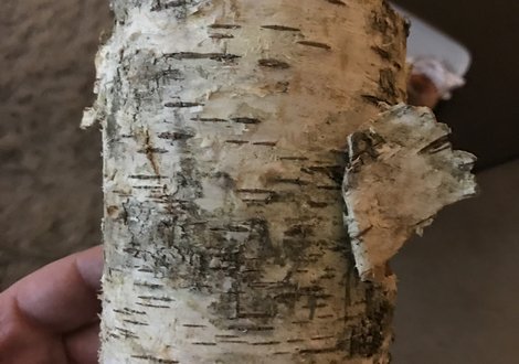 birchgrove bark ref
